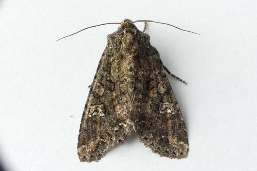 Réf. 182 103 : Mamestra brassicae